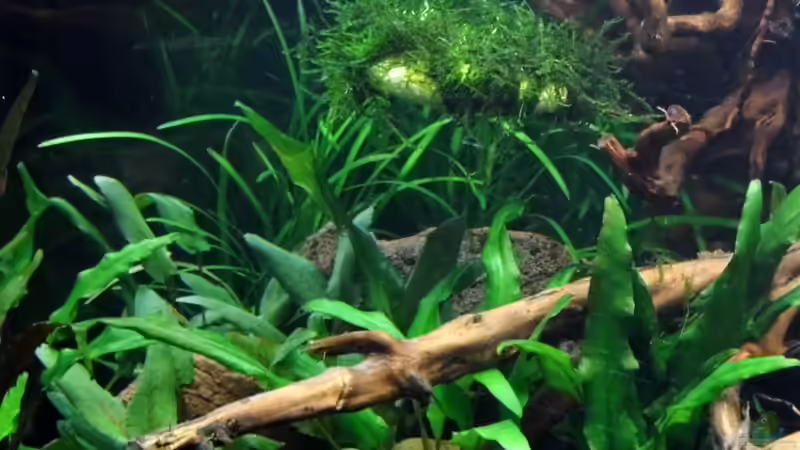 Bio Sphären Taler von snooze (13)