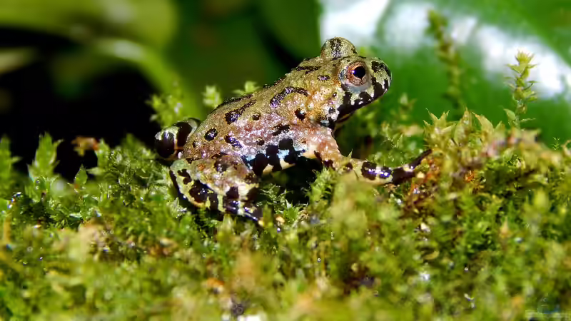 Bioaktives Terrarium - Leben im Miniatur-Ökosystem