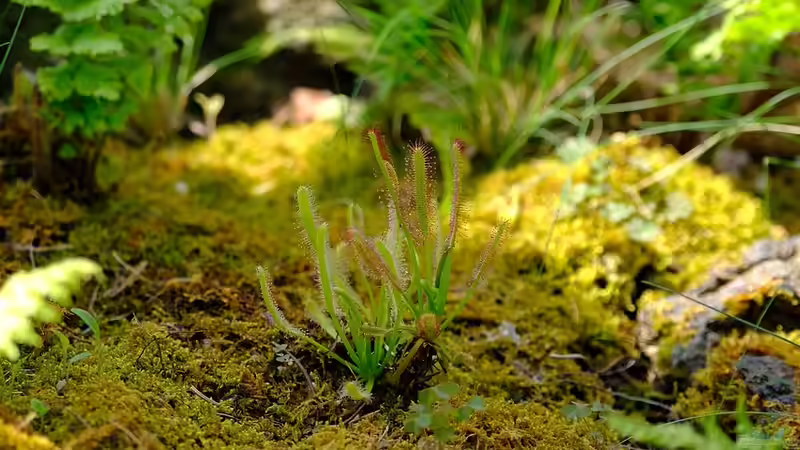 Bioaktives Terrarium - Leben im Miniatur-Ökosystem