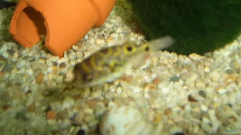 biocellatus von Andre Schumacher (37)