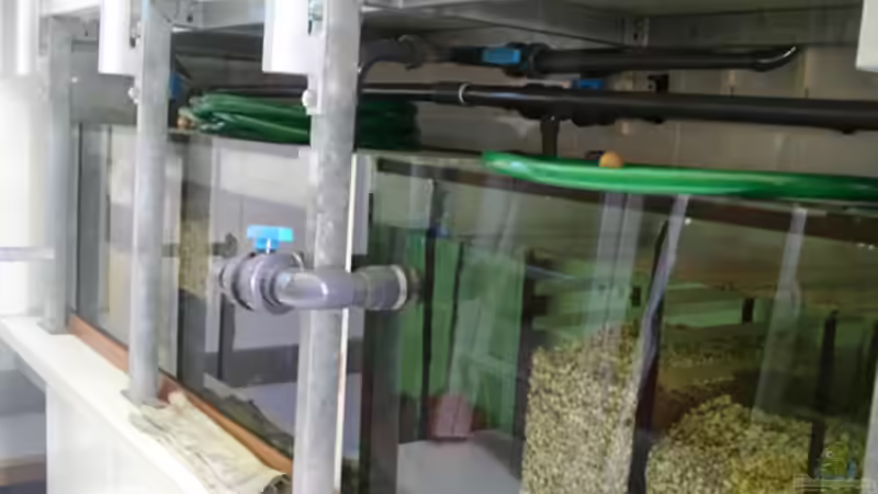 Biofilter 1 und 2 Volumen 400 l + 375 l von Bernd Niehoff (28)