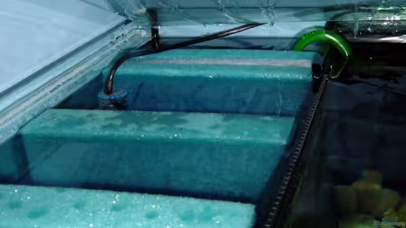 Biofilter mit HMF Funktion links im Becken. von Romain Gansen (6)