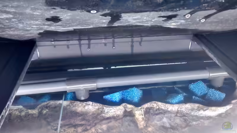 Biofilterkammer des Rückwandfilters von Tom (12)