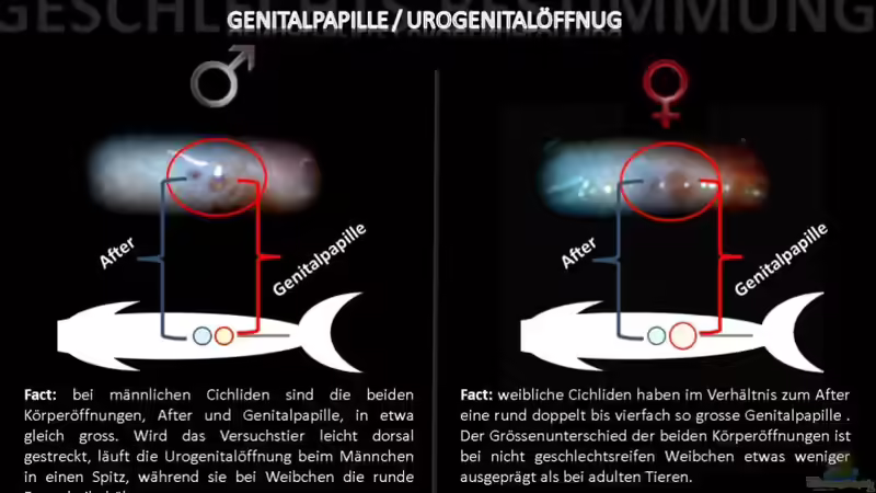 Biologietafel ??? eindeutige Geschlechtsbestimmung bei Cichliden