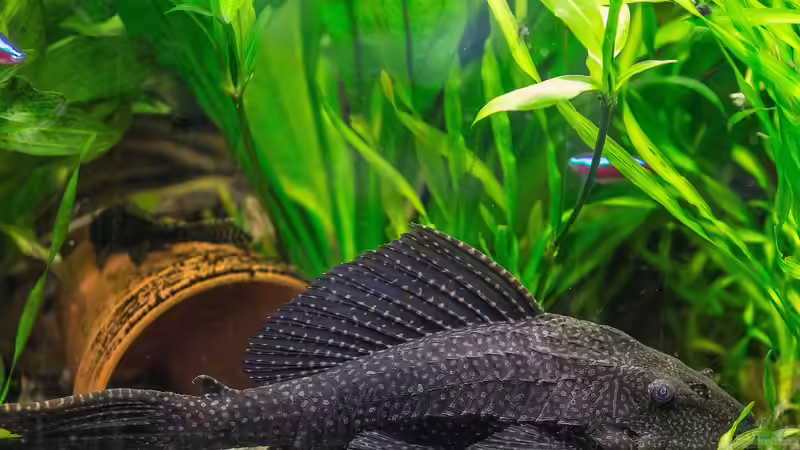 Biologische Helfer im Aquarium - Natürliche Unterstützung für ein stabiles Ökosystem