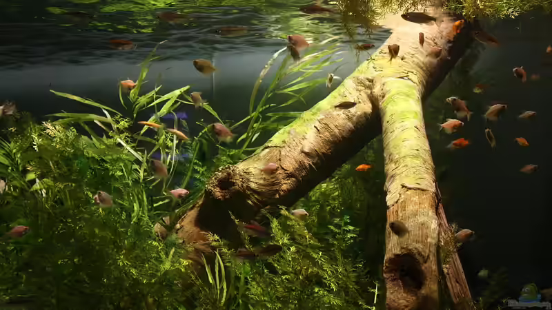 Biologische Helfer im Aquarium - Natürliche Unterstützung für ein stabiles Ökosystem