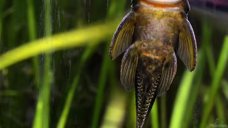 Biologische Helfer im Aquarium - Natürliche Unterstützung für ein stabiles Ökosystem