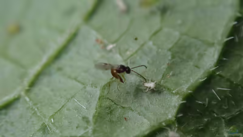 Biologische Schädlingsbekämpfung im Garten: Nachhaltige Methoden für gesunde Pflanzen und ein stabiles Ökosystem