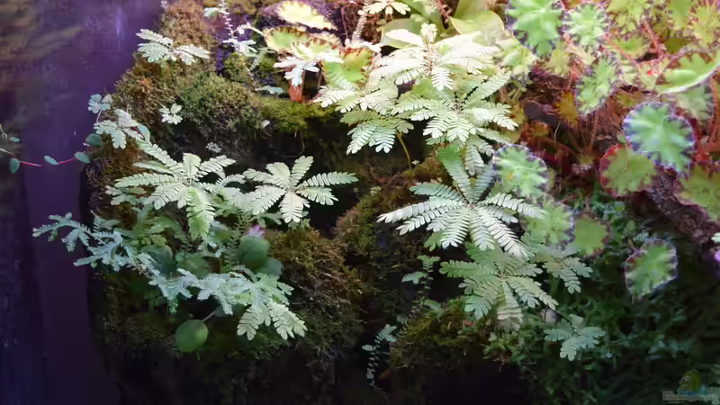 Biophytum-Hang 07.08.2005 von Junglist (32)