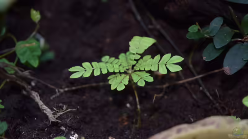 Biophytum sensitivum aus Samen gezogen von Junglist (13)