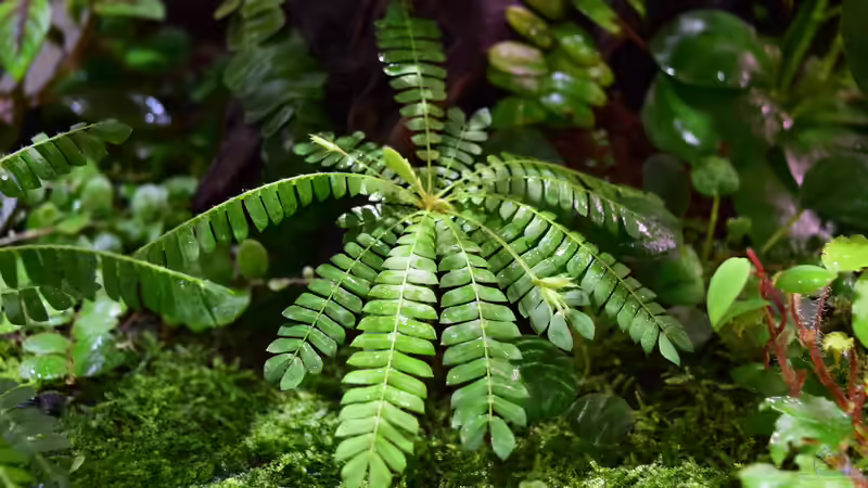 Biophytum sensitivum von Junglist (27)