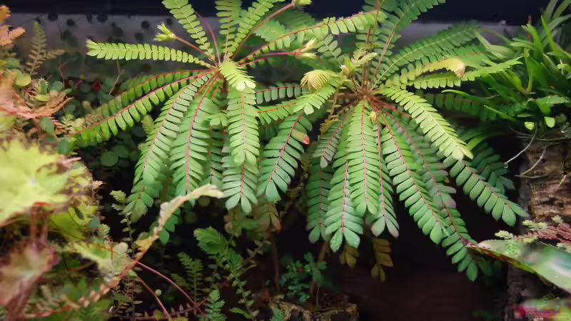 Biophytum sensitivum von Junglist (8)