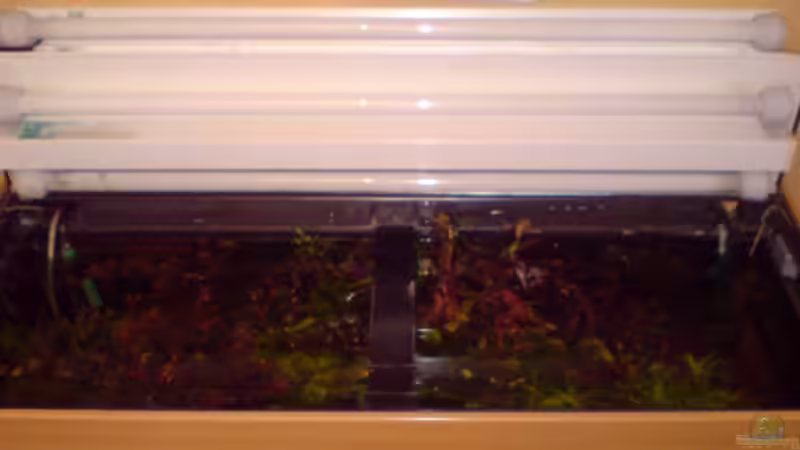 Bioplast Abdeckung mit 3x 30 Watt Dennerle Trocal de Luxe T8 Special Plant . von Pflanzenmaster (5)