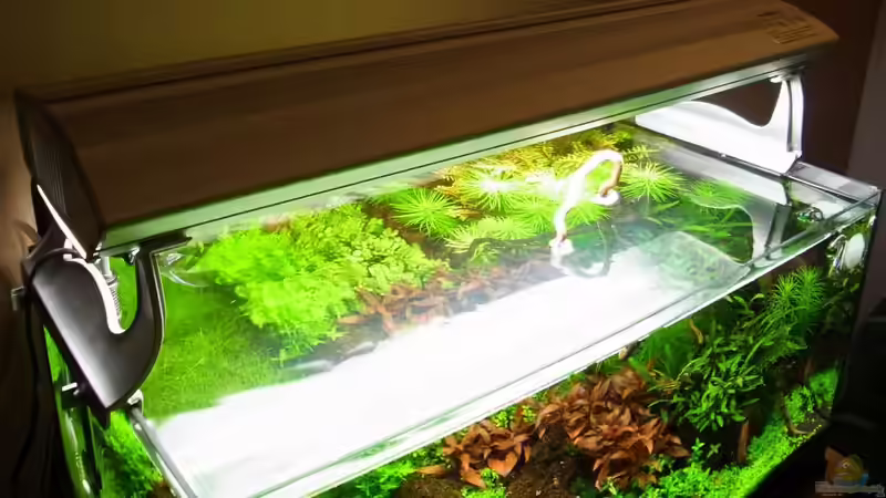 BioPur Aufsetz-/Hängeleuchte von YoshiMaus (18)