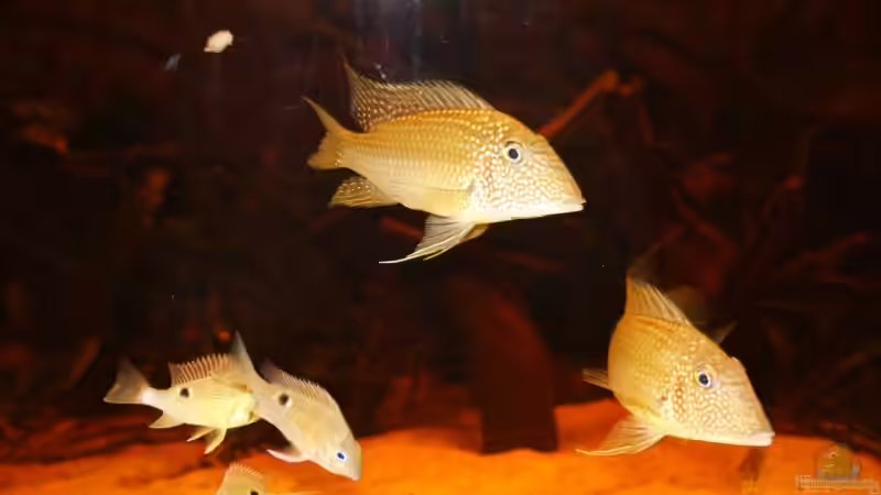 Biotodoma cupido und Satanoperca leucosticta von Barbara Langenberger (15)