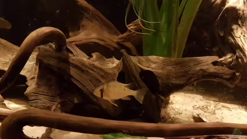 Biotodoma cupido von naturalR (15)