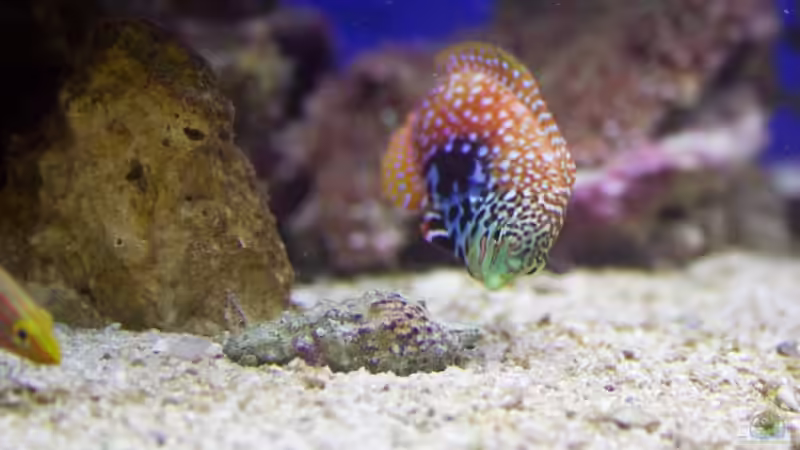 Bipartitusdame Bibi von Azalee (25)