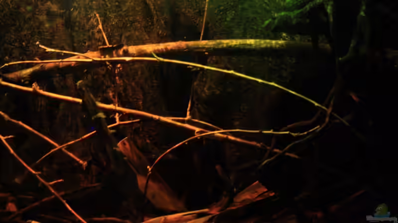 Birkenäste, Moorkienholz, Bananenblatt von Bämbel (33)