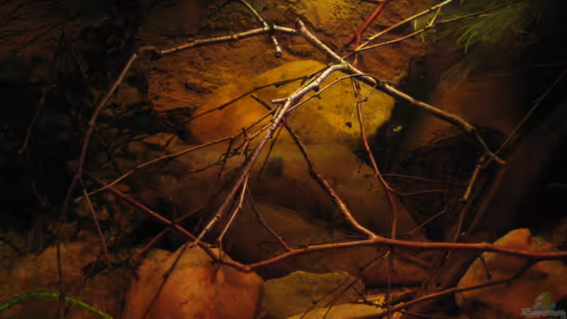 Birkenäste von Alex S (26)