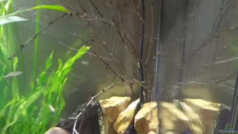 Birkenreisig umgesetzt  von Miss Kasimir (24)