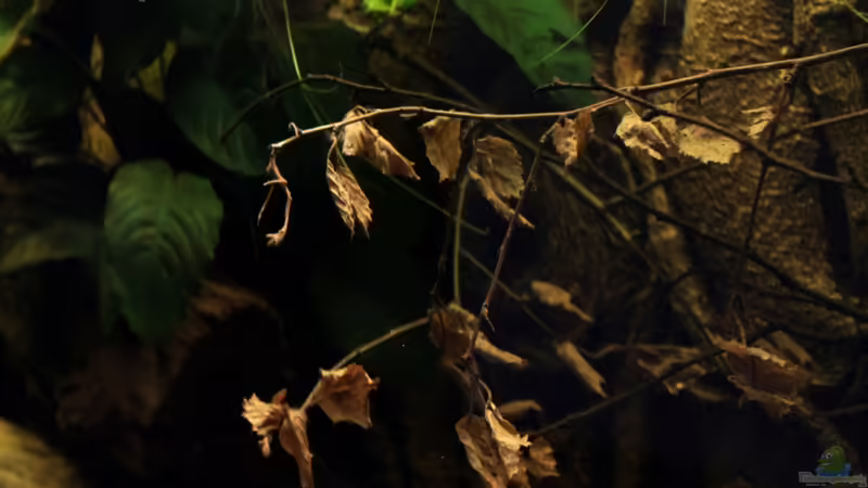 Birkenzweig von die Perle... (37)