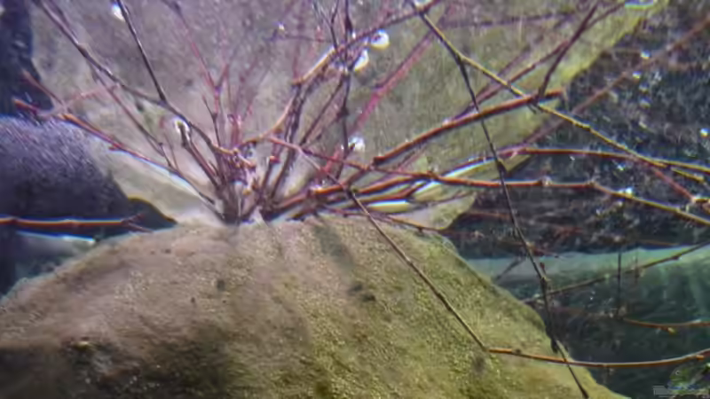 Birkenzweige von Chris_R. (23)