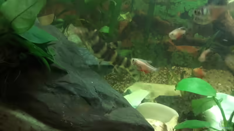 Birmaschmerle mit Rote von Rio  von Reneè Thissen (11)