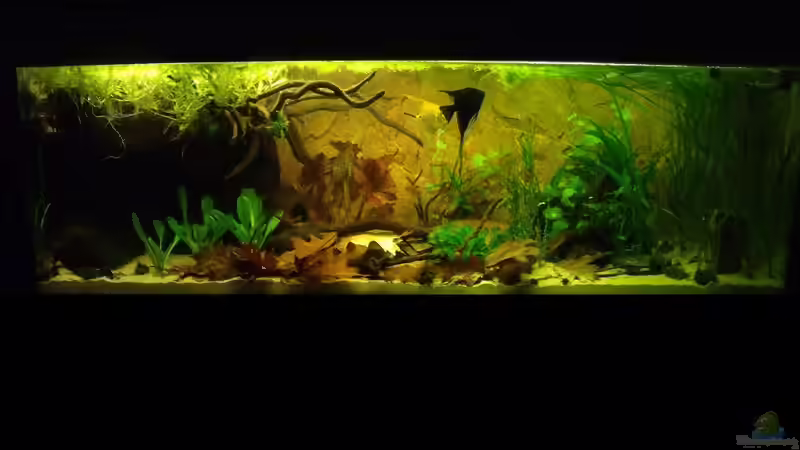 bis 09/2010 Skalarpaar von PH Neutral (2)