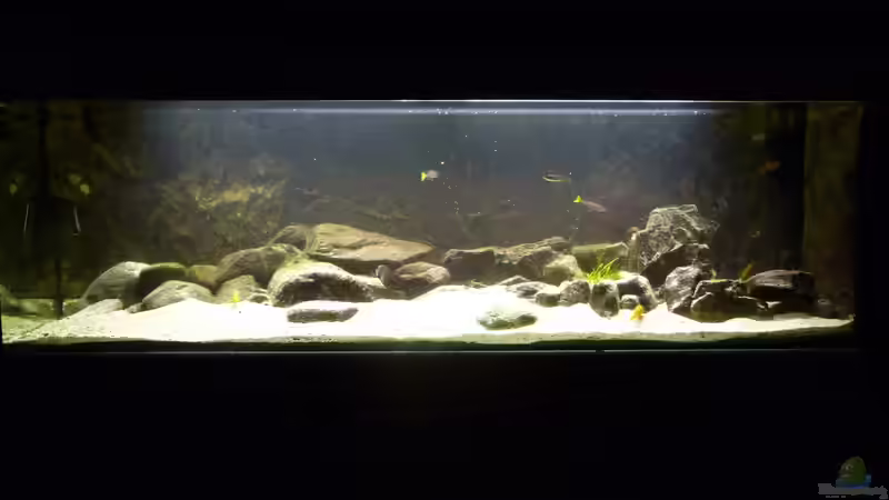 bis 2010 ein Tanganjikabecken von carkl (2)