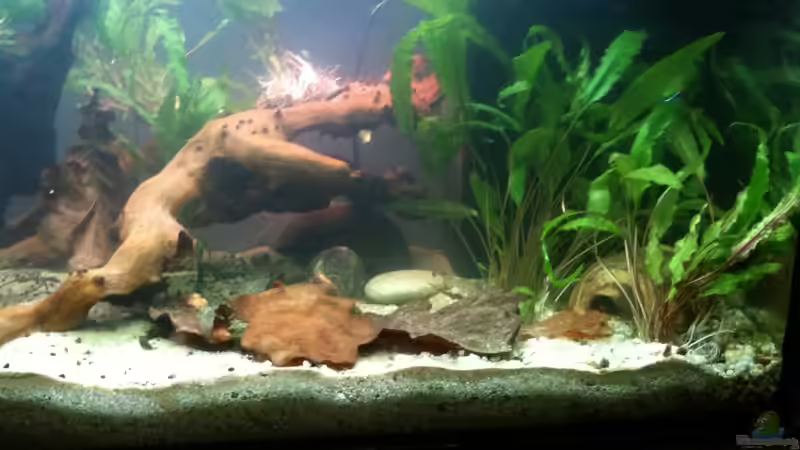 bis 27.12.2011 von Exotist (2)