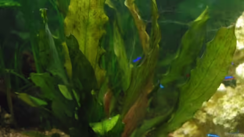 bis jez die schönste Pflanze von Markus (4)