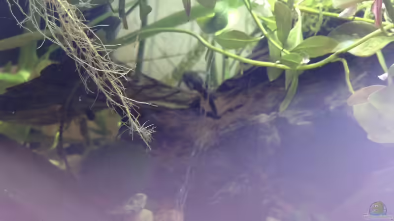 Bis später ;) von Ceylon (35)