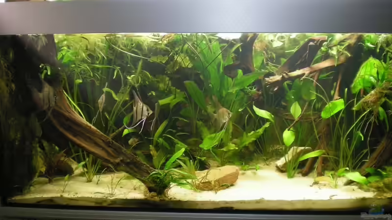 bisherige Südamerka Einrichtung von di Stefano (2)