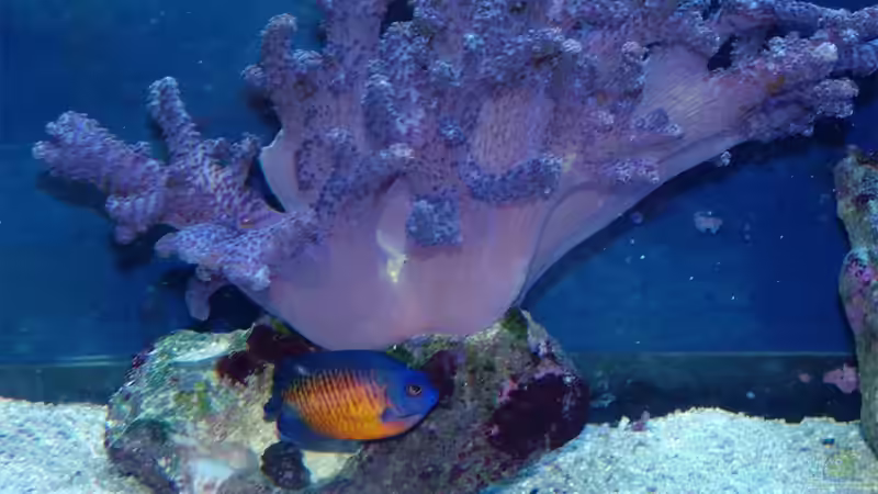 Bispinosa - Zwergkaiser von .uschi (40)