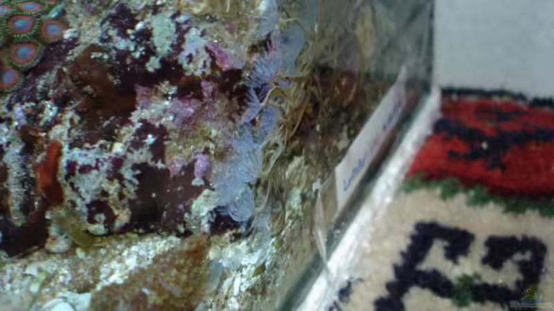 Bispira brunnea - Kolonialer Röhrenwurm von hej kompisar (19)