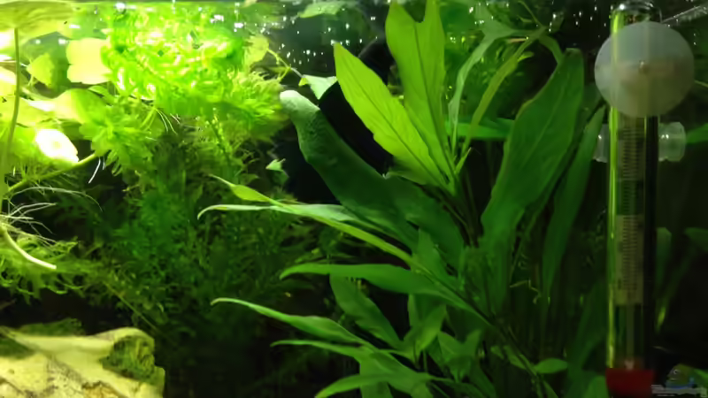 bisschen abhängen im Grün  von Johnny Martini (4)