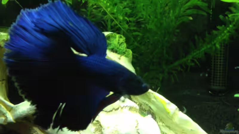 bisschen Flosse zeigen  von Johnny Martini (6)