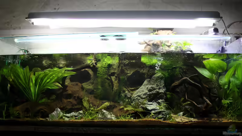 bisserl Frontale von Falk (7)