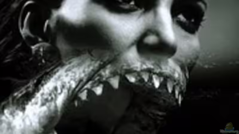 Bist Du dabei? Wer ist hier das Opfer? von Malawigo (7)