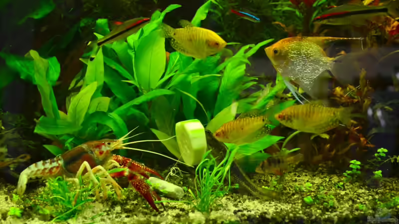 Bitte alle kommen, es gibt Gurke! von Daniela (27)