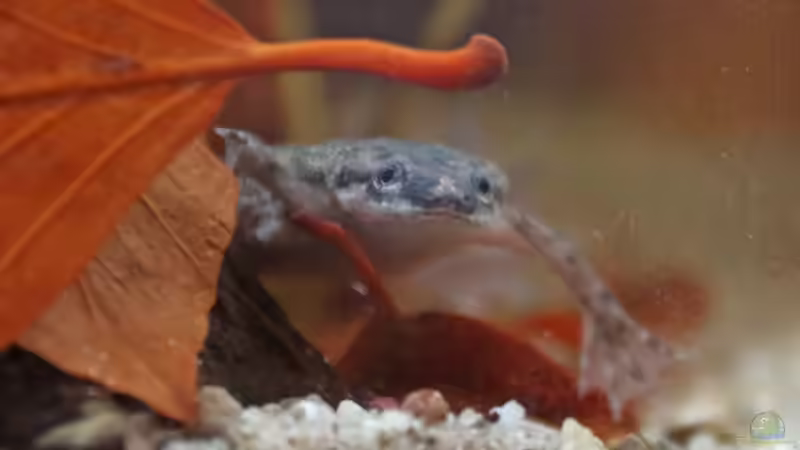 Bitte Lächeln! von Pollux92 (4)