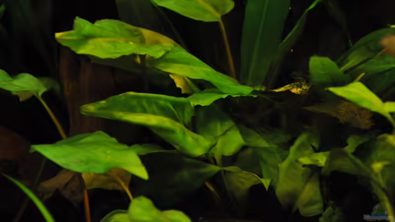 Bitte um Hilfe, welche Pflanze ist das? von Der Buschfisch (8)