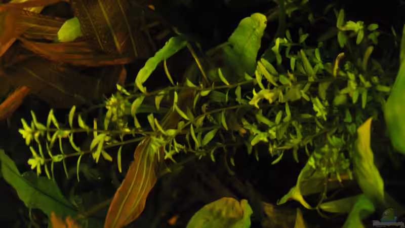 Bitte um Hilfe, welche Pflanze ist das? von Der Buschfisch (9)