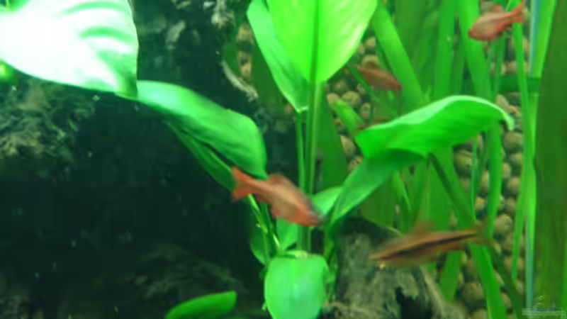 Bitterlingbarben von Bulldog1112 (29)