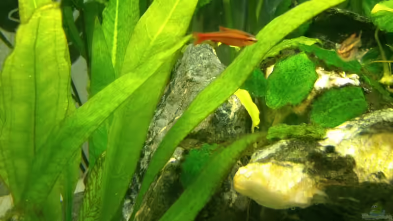 Bitterlingsbarbe männlich von m.k.b.1983 (13)