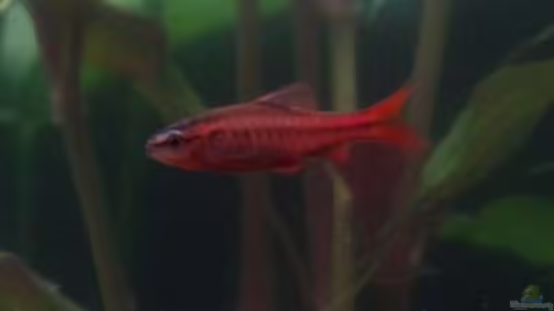 Bitterlingsbarbe_männlich von Nicki83 (12)