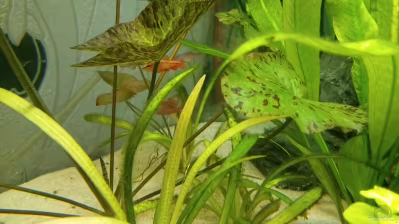 Bitterlingsbarbe weiblich von m.k.b.1983 (14)