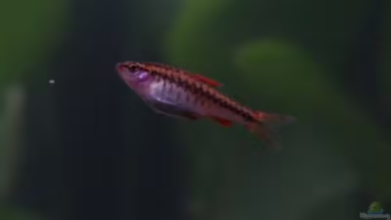 Bitterlingsbarbe_weiblich von Nicki83 (11)