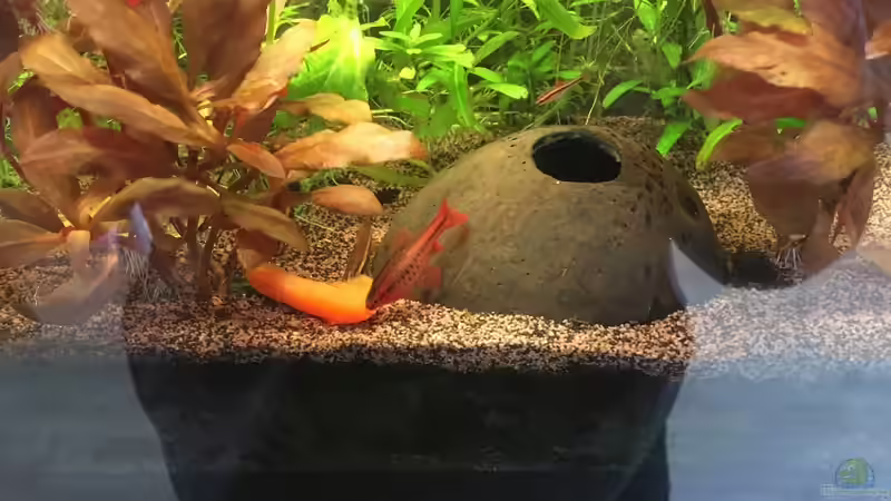 Bitterlingsbarben familie von Ceylon (51)