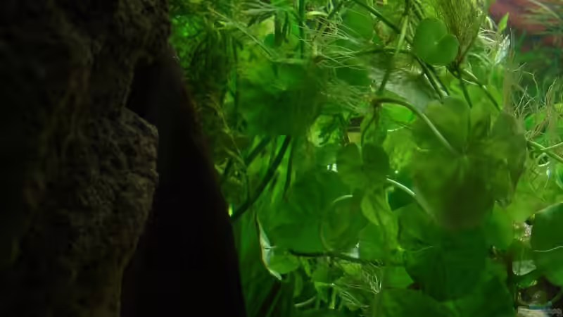 Bitterlingsbarben maennchen von iptila (21)